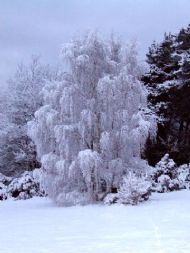 Wirral Snow